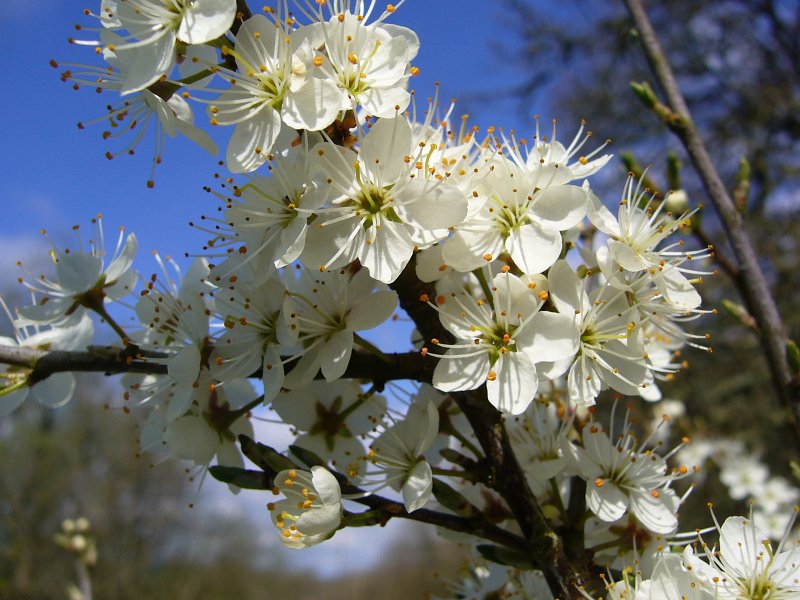 Blackthorn